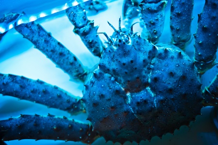 King Crabの写真素材