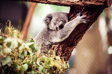 Koala Bear relaxing on Australian Eucalyptus treeの写真素材