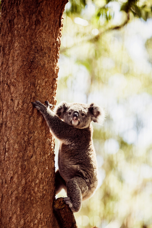 Koala Bear relaxing on Australian Eucalyptus treeの写真素材