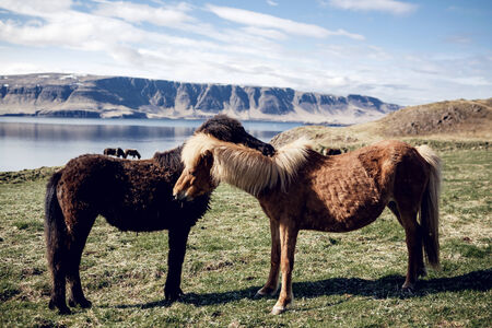 Icelandic horsesの写真素材
