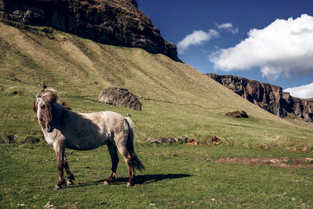 Iceland Horseの写真素材