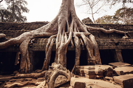 Angkor Wat Templeの写真素材