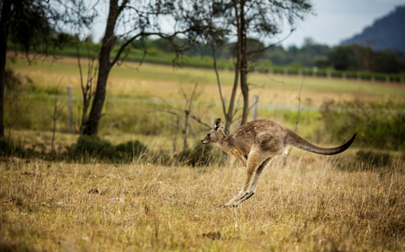 Group of australian kangaroosの写真素材
