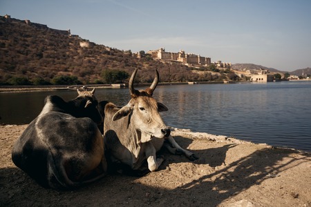 JAIPUR, INDIA - JANUARY 10, 2015: Cows on Amer Fort on January 10, 2015 in Jaipur, Indiaのeditorial素材