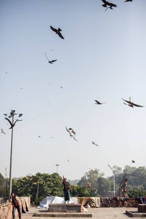 DELHI, INDIA - JANUARY 5, 2015: Man feeding eagles on the roof on January 5, 2015 in Delhi, India