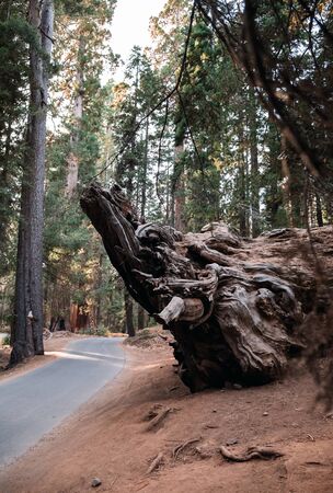 Sequoia National Park, California, USAの写真素材