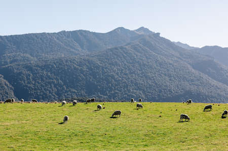 Sheep in green grass field in rural of New Zealandの写真素材