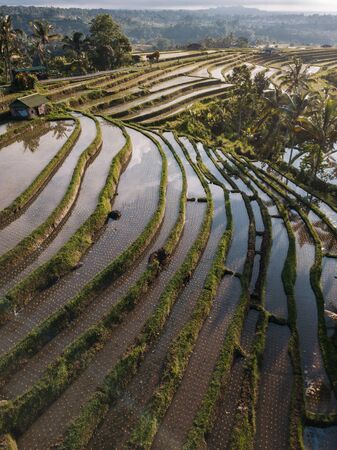 Jatiluwih rice terraces at sunrise in Bali, Indonesiaの写真素材