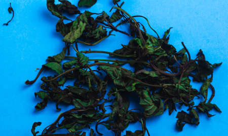 Dry mint on a blue background. copy spaceの写真素材