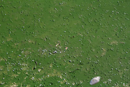 river pollution toxic dead fishの写真素材