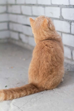 Cute calm british cat redhead in the sunの写真素材