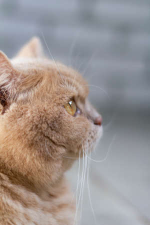 Cute calm british cat redhead in the sunの写真素材