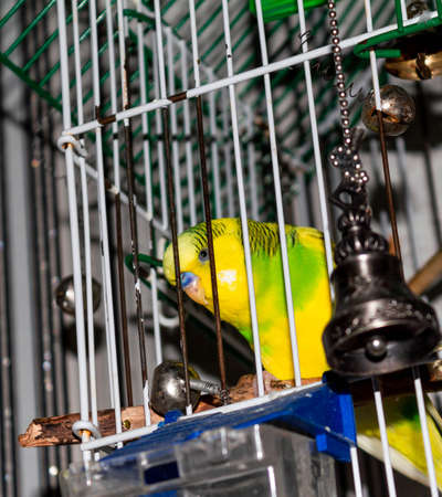 Yellow-green little parrot in a cageの写真素材