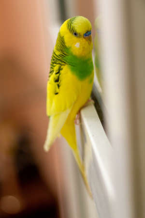 Yellow-green little parrot on the window