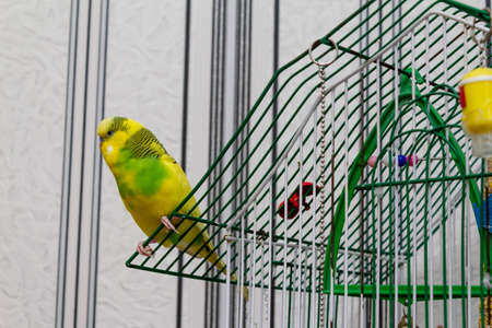 Yellow-green little parrot on a cage