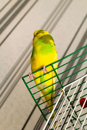 Yellow-green little parrot on a cage