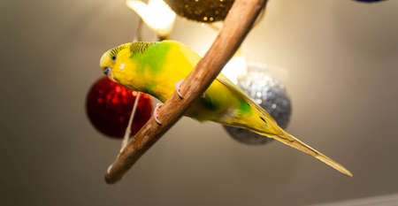 Yellow-green little parrot hanging on a stickの写真素材
