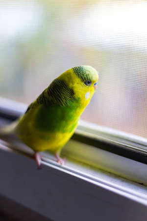 Yellow-green little parrot on the windowの写真素材