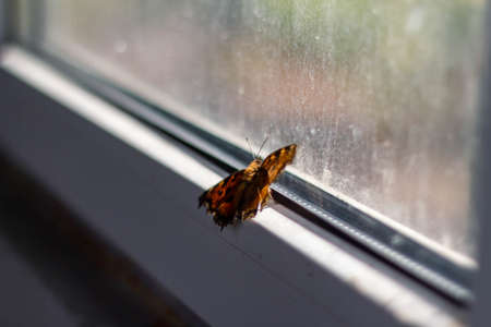 Butterfly on a dirty window