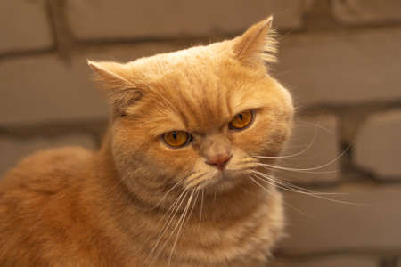 Angry, sleepy, lonely British redhead cat on a brick wall backgroundの写真素材