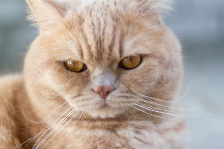 Angry, sleepy, lonely British redhead cat on a brick wall backgroundの写真素材