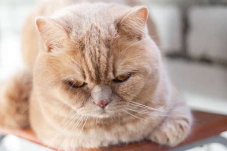 Angry, sleepy, lonely British redhead cat on a brick wall backgroundの写真素材