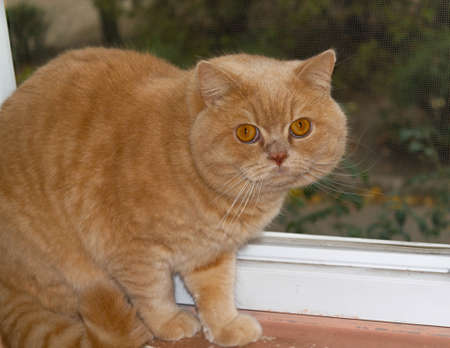 Surprised, focused British redhead cat on a brick wall background.の写真素材