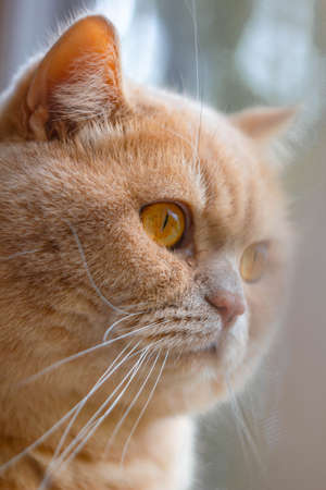 focused british cat redhead in the sunの写真素材