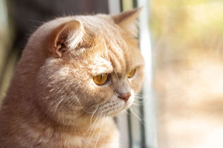 focused british cat redhead in the sunの写真素材