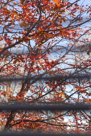 Autumn trees behind the blindsの写真素材