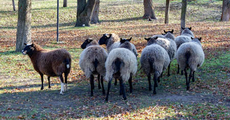 Flock of sheep walk in autumnの写真素材