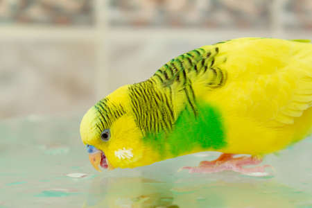 Yellow green parrot on wet glass close upの写真素材