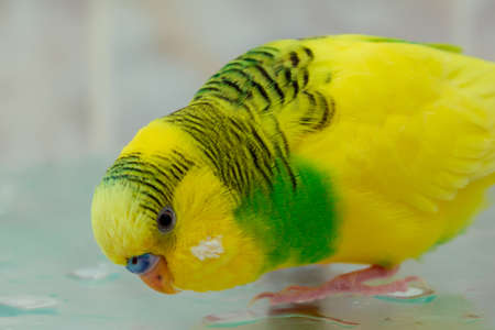 Yellow green parrot on wet glass close upの写真素材