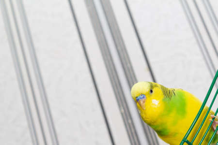 A parrot peeks from the edge of the frame yellow-green on a light background copy space
