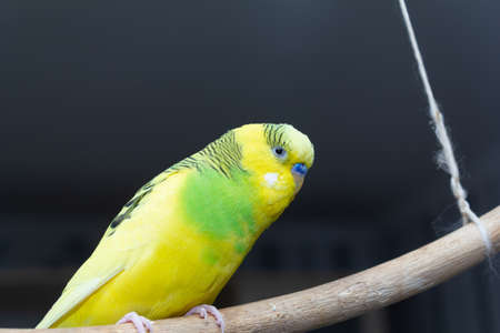 A yellow-green parrot sits on a suspended stick. copy space