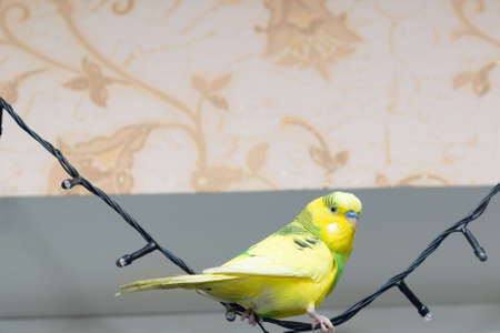 A yellow-green parrot sits on a New Year's garland. copy spaceの写真素材