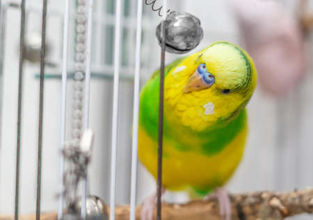 A yellow-green parrot sits in a cage with close-up bellsの写真素材