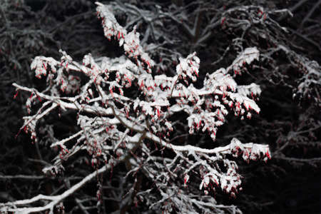 tree under snow at night in snowfallの写真素材