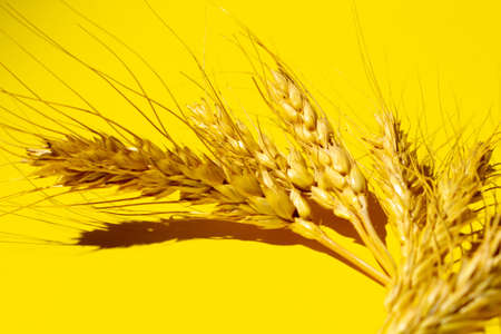 dry yellow spikelets of wheat on a yellow background. copy space. close up