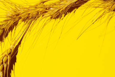 dry yellow spikelets of wheat on a yellow background. copy space