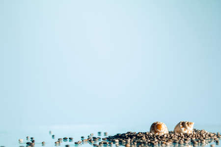 Seashells on the stones of the sea on a blue background. copy spaceの写真素材