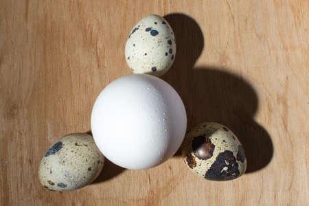 chicken egg quail eggs on a tree close-up, copy spaceの写真素材