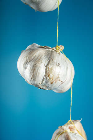Three heads of garlic hang in on a thread. copy space. on a blue background. close up
