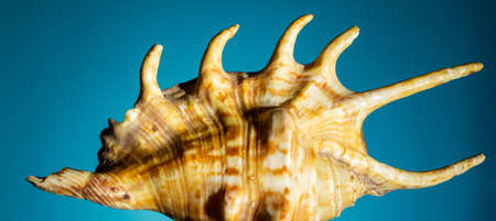 big seashell with hard shadows on a blue background. close up, copy spaceの写真素材