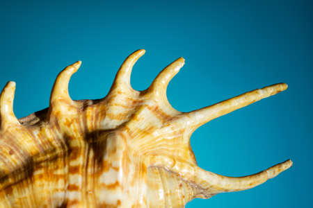 big seashell with hard shadows on a blue background. close up, copy space