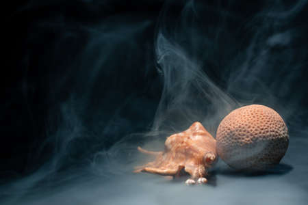 shells and corals in smoke on a dark background under the light of a spotlightの写真素材