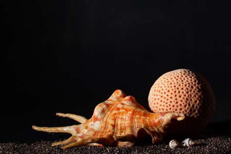 seashells and corals on stones a dark background with an upward son of copy spaceの写真素材