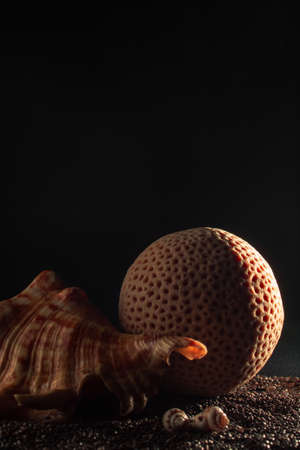 sea shells and corals on stones a dark background at sunset the copy space