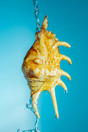 Sea shell pouring ice water with splashes on a blue background copy space close up