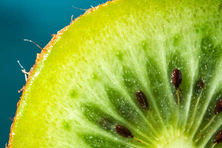 green kiwi with pits on a blue background. close upの写真素材